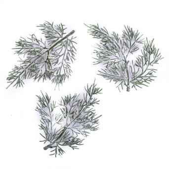 Thuja whitened twigs - DpCraft - 13 cm, 3 pcs