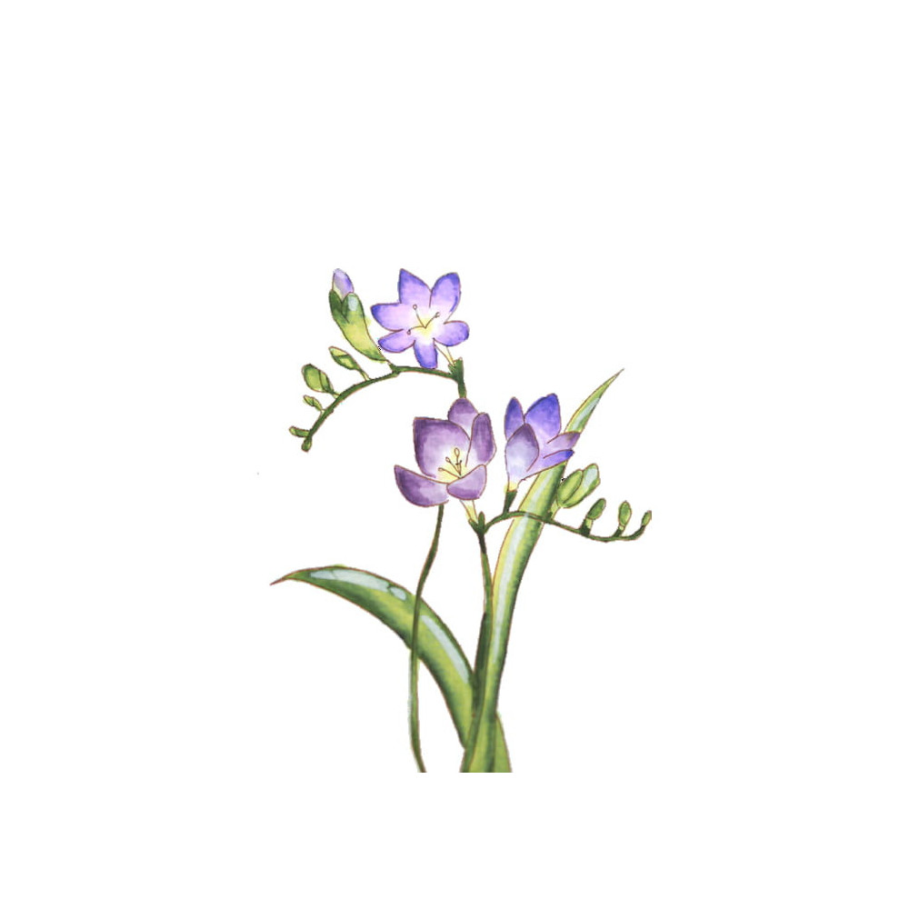 Gradation Watercolor Flowers set - Kuretake - 11 pcs.