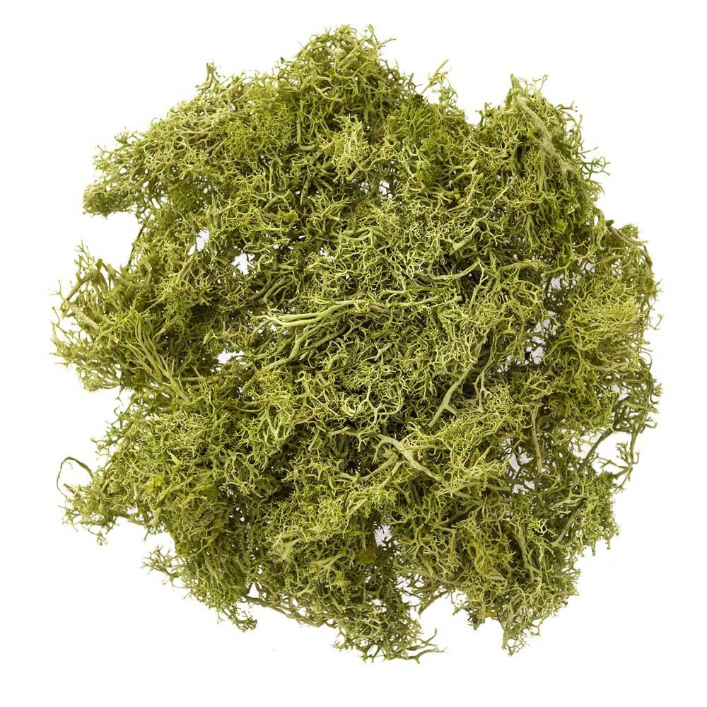 Decorative reindeer moss - DpCraft - light green, 30 g