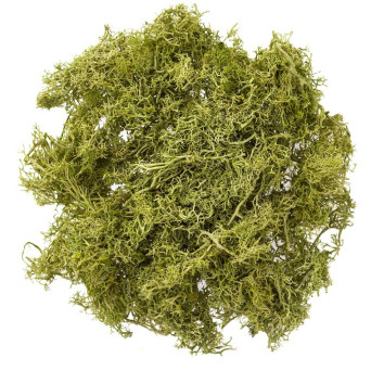 Decorative reindeer moss - DpCraft - light green, 30 g