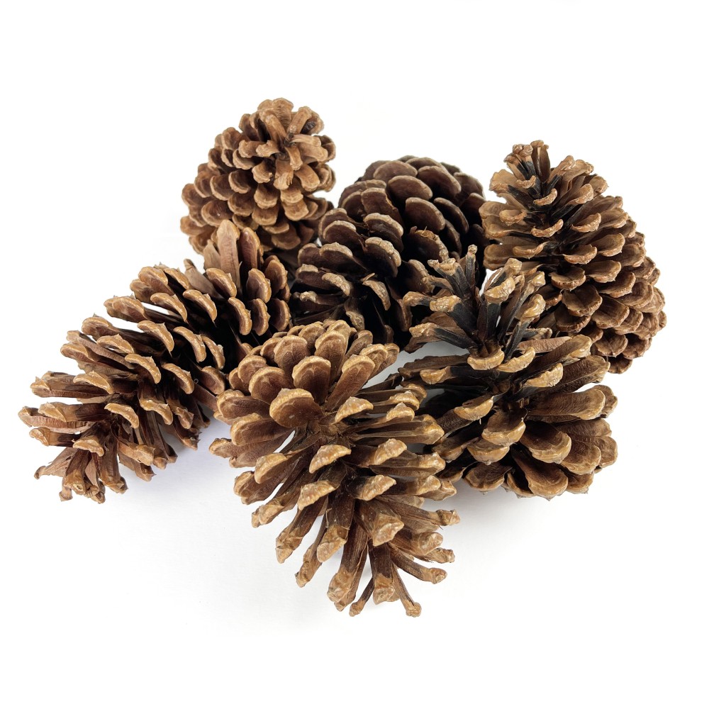 Szyszki naturalne do dekoracji - 11 cm, 6 szt.