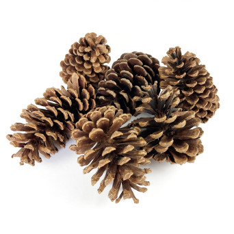 Szyszki naturalne do dekoracji - 11 cm, 6 szt.