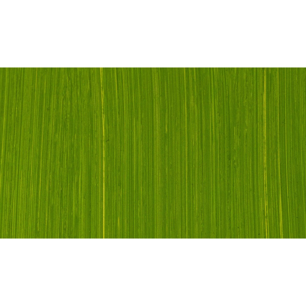 Farba olejna - Michael Harding - 412, Cadmium Green, 40 ml