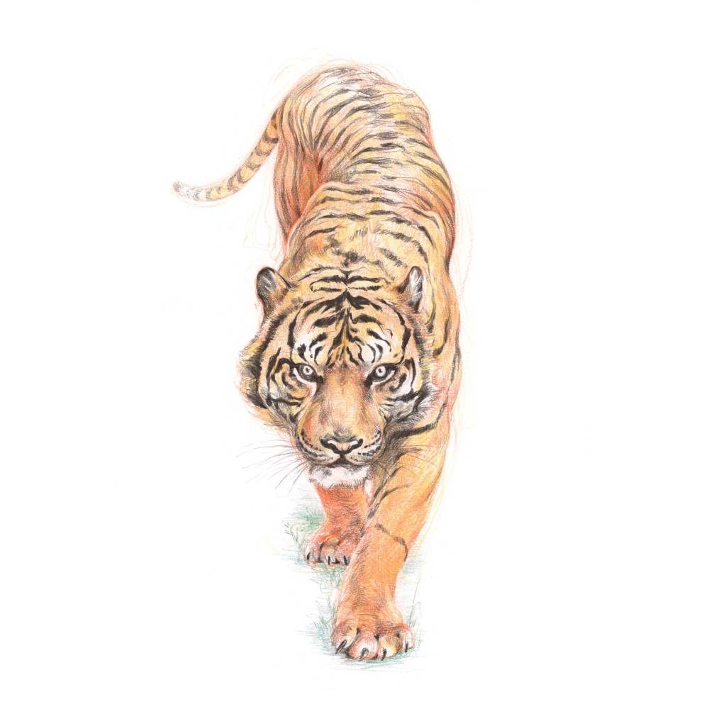 Drawing pencil - Derwent - 2100 Grape