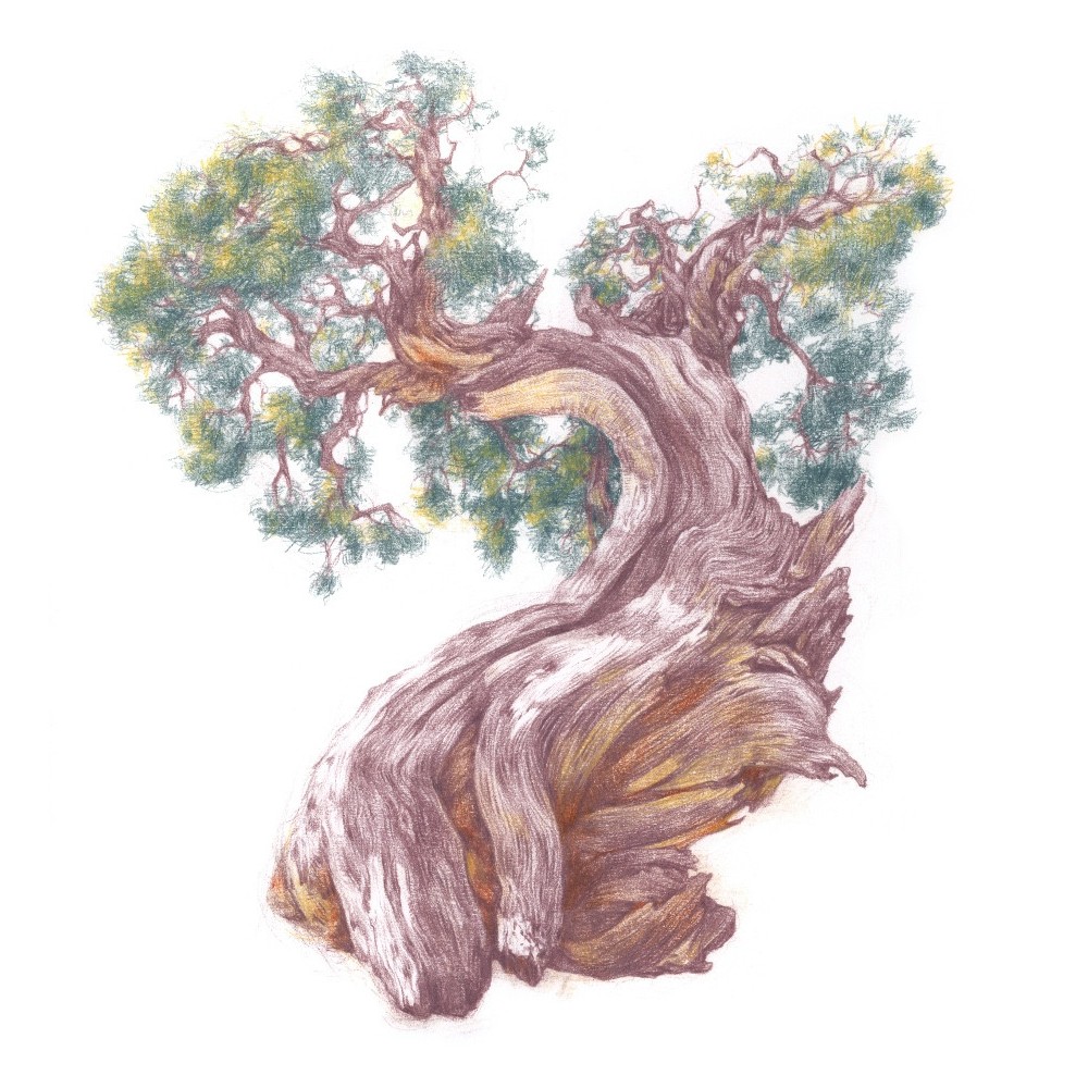 Drawing pencil - Derwent - 0500 Apricot